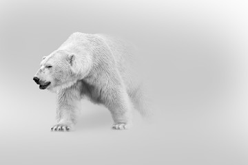 polar bear walking out of the shadow into the light digital wildlife art white edition