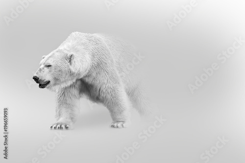 Fotomural polar bear walking out of the shadow into the light digital wildlife art white e