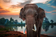 Thai elephant