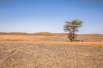 Wall Mural - Algeria - June 05, 2017: Dry landscape of the countryside of Algeria