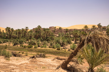 Wall Mural - Tahgit- June 05, 2017: Palm trees in the outskirts of Taghit, Algeria