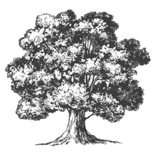 Tree Hand Drawn Vector Illustration Realistic Sketch
