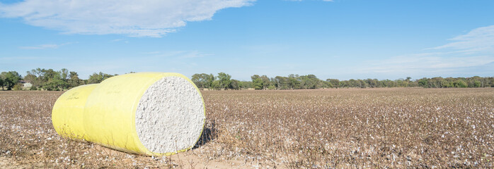 Wall Mural - Panorama row of round bales of harvested fluffy cotton wrapped in yellow plastic under cloud blue sky. Captured cat cotton field in Northeast Texas. Agriculture background