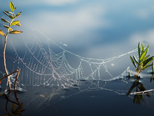 Spider's Web On The Water