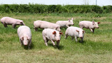 Fototapeta Zwierzęta - Young healthy pigs living at animal farm rural scene in natural environment