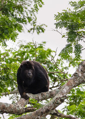 Wall Mural - howler monkey on a tree in Amazon basin