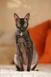 cornish Rex cat sitting on the sofa