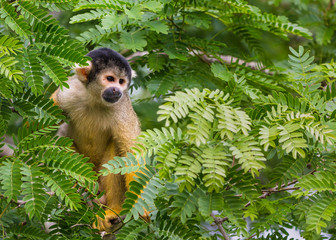 Wall Mural -  yellow squirrel monkey in the amazon rainforest