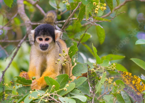 Fényképezés yellow squirrel monkey in the amazon rainforest