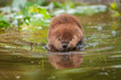 North American Beaver (Castor canadensis) Reflected