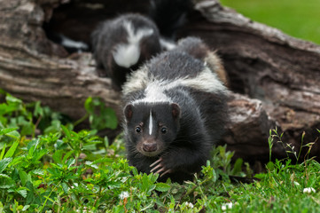 Wall Mural - Striped Skunk Doe (Mephitis mephitis) Creeps Forward