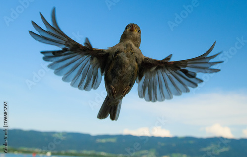 vogel im flug - acheter cette photo libre de droit et découvrir des