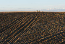 Freshly Tilled And Planted Field Of Summer Wheat, Dusk