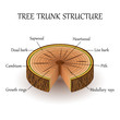 The structure of the slice of the tree layers in cross section. Education biology poster, vector illustration.