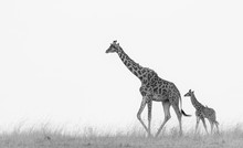 Giraffe And Her Baby With Birds On Their Backs