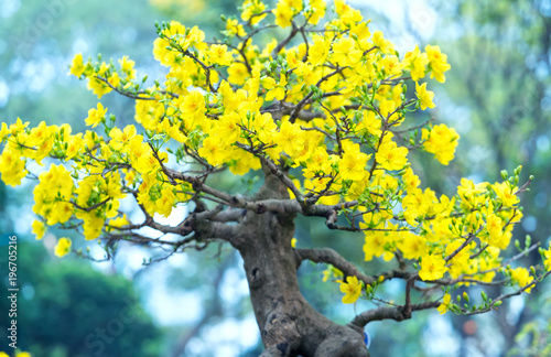Apricot Flowers Blooming In Vietnam Lunar New Year With Yellow Blooming Fragrant Petals Signaling Spring Has Come This Is The Symbolic Flower For Good Luck In New Year S Day Buy This Apricot Flowers Blooming In Vietnam Lunar New Year With Yellow Blooming Fragrant Petals Signaling Spring Has Come This Is The Symbolic Flower For Good Luck In New Year S Day Buy This