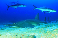 Giant Guitarfish (Shovelnose Ray) Guitar Shark 