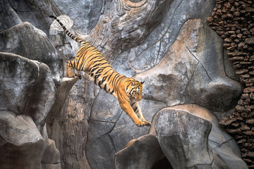 Wall Mural - Asian tiger jumping on a rock.