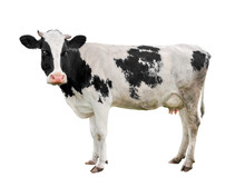 Spotted Black And White Cow Full Length Isolated On White. Funny Cute Cow Isolated On White. Young Cow, Standing Full-length In Front Of White Background And Looking At The Camera. Farm Animals.