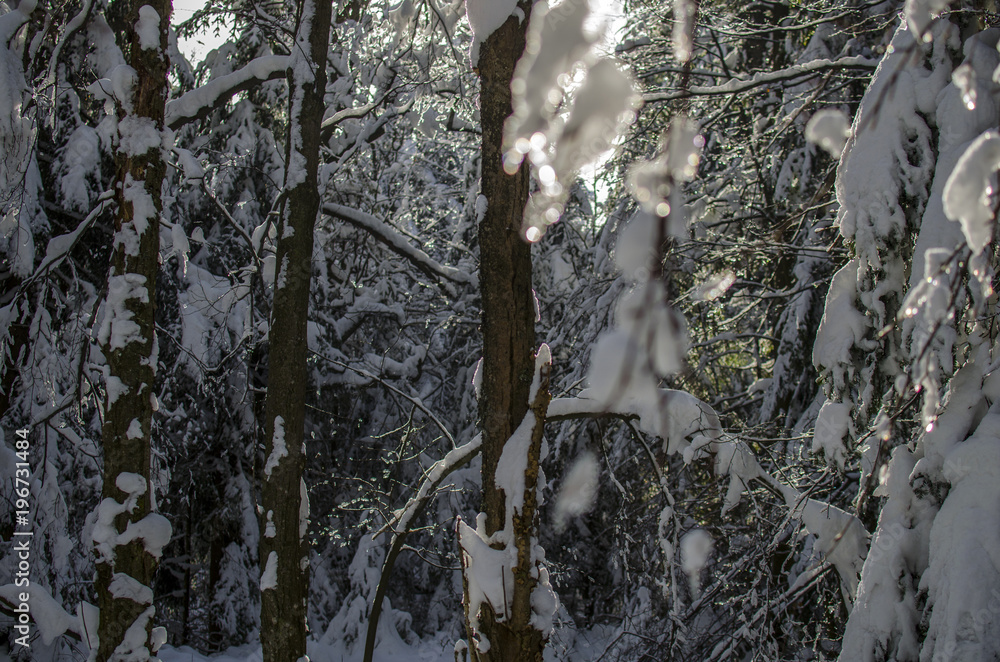 zimowy las w Bieszczadach  - obrazy, fototapety, plakaty 