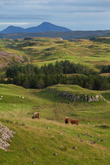 Wall Mural - Coll island, Scotland, Scottish cow