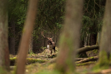 Wall Mural - fallow deer, dama dama, czech republic