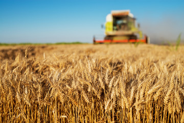 Harvesting machine working at field in sunny morning. Agriculture concept. Combine harvester at wheat field.