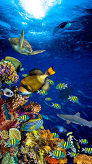 Wall Mural - colorful wide underwater coral reef 16to9 vertical background smartphone wallpaper with many fishes turtle and marine life / Unterwasser Korallenriff Hintergrund vertikal hochformat 16zu9