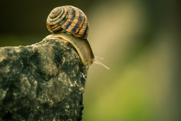 The snail descends from the stone. May 2017, macro shooting, Koktebel, Crimea