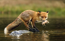 Red Fox At The Small Pond