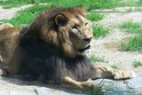 Fototapeta Sawanna - A resting lion 