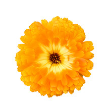 Beautiful Orange Fully Open Marigold Flower Isolated On White Background. Bright Orange Tagetes, African Marigolds Close Up. Flower Head Isolated