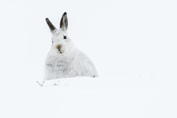 Wall Mural - Mountain Hare (Lepus Timidus) sitting in deep snow