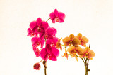 Fototapeta Storczyk - Kwiat storczyka na białym tle