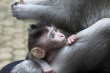 Monkey Baby Closeup