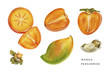 Set of persimmon and mango. Juicy pieces of orange fruits. Watercolor illustration isolated on white background. 
