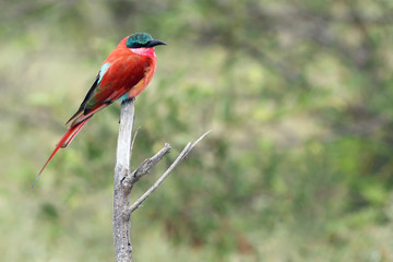 Wall Mural - The southern carmine bee-eater (Merops nubicoides) or carmine bee-eater sitting on the branch with green background