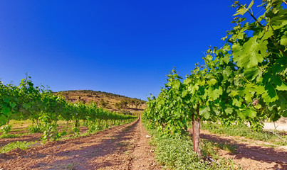 Vineyard in Isareal, against the blue sky HDR. 