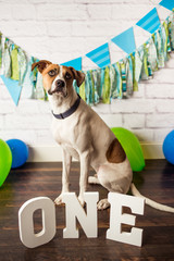 Wall Mural - Dog Birthday Party