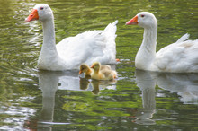 Family Of Geese With Chicks Swims In The Pond In Spring