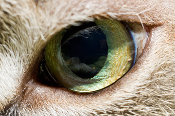 A front view of one green cat's eye framed by gray fur was taken in macro mode 