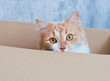 © ggala - beautiful, red cat in a cardboard box, the concept of a gift, moving and real estate.