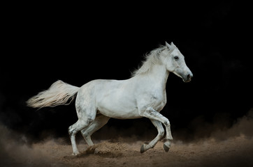  Biały koń w pyle nad czarnym tłem