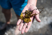 Hand Holding Seaweed