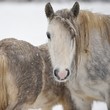 portret konia w scenerii zimowej