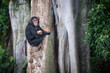 Young chimpanzee sits on a tree after picking up food in the Ngamba Island Chimpanzee Sanctuary in Uganda