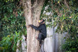 Young chimpanzee climbs on a tree after picking up food in the Ngamba Island Chimpanzee Sanctuary in Uganda