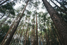 Upward View Of Pine Forest In Doi Inthanon National Park, Thailand.