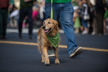 Happy Golden Retriever Walking Along Saint Patrick Day Parade Route Wearing Green Bandana Around Neck.