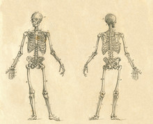 Human Skeleton Vintage Drawing Engraved Illustration